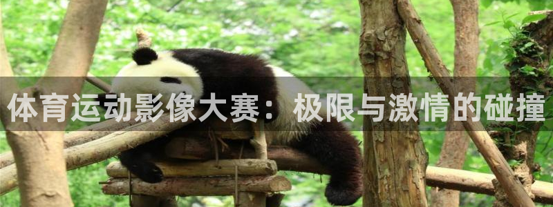 杏悦股份：体育运动影像大赛：极限与激情的碰撞