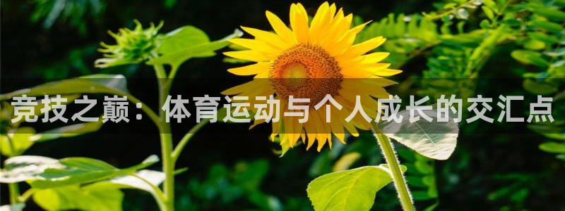 意昂3：竞技之巅：体育运动与个人成长的交汇点